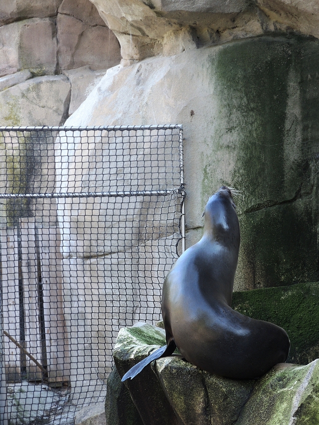 In de zoo: de zeeleeuwen