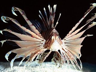 red volitans lionfish indo (21)