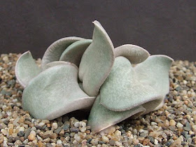 Cok Grootscholten Gasteria Haku Gei