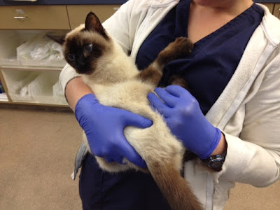 siamese cats allergies