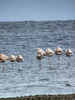 flamingos