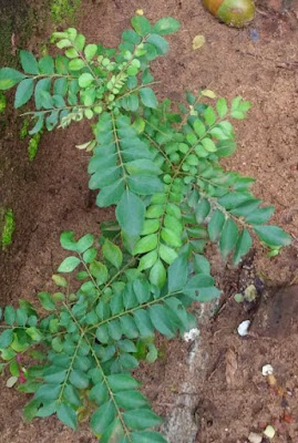 Nutritional Content Of Curry Leaves (Kadi Patta