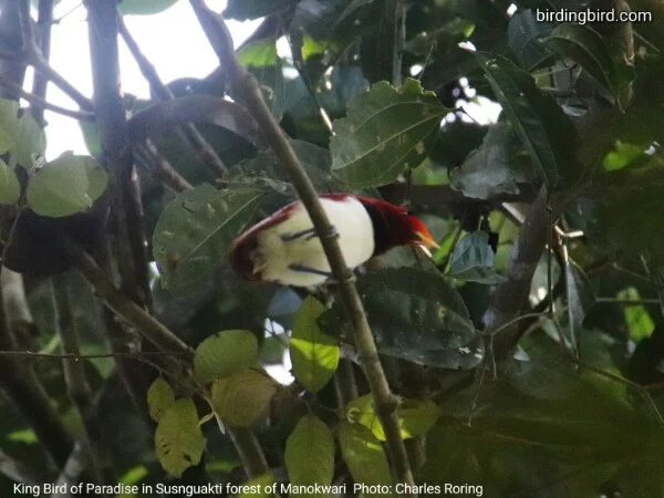 Birdwatching tour in Susnguakti forest