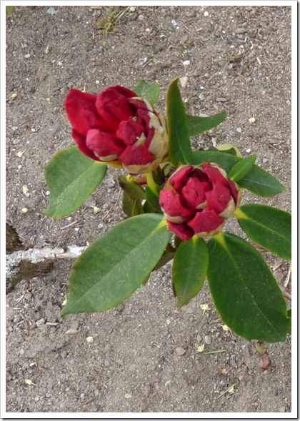 rhodie blossom
