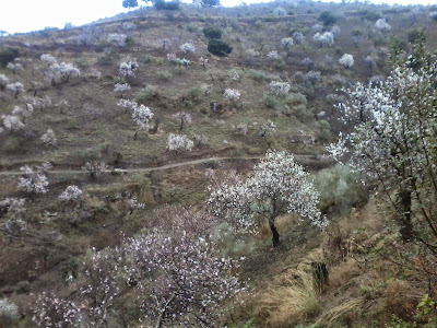 almendros