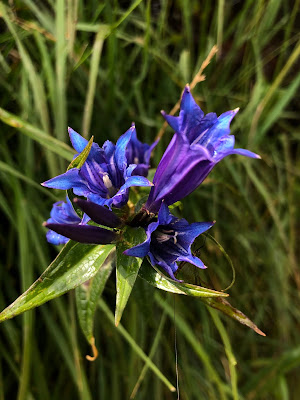 [Gentianaceae] Gentiana asclepiadea - Willow Gentian