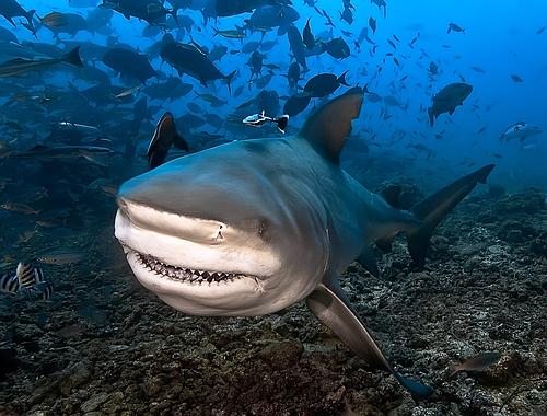 bull shark attack in lake michigan. ull shark attack in lake