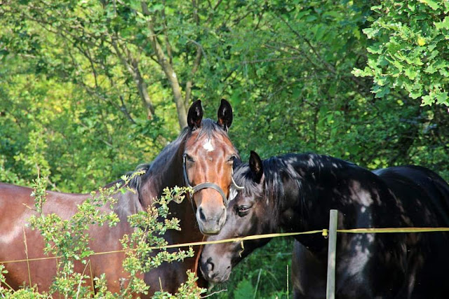 horse-wallpaper-riding