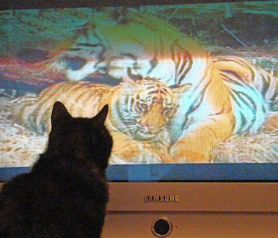 Pets watching TV Seen On www.coolpicturegallery.us