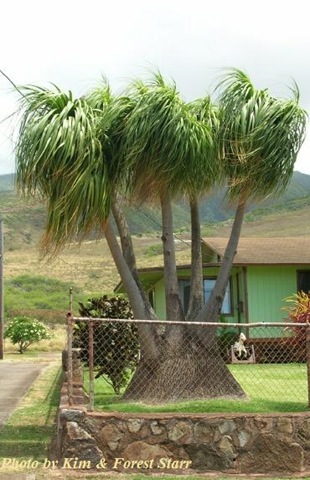 Ponytail Palm Bloom. recurvata – Ponytail Palm