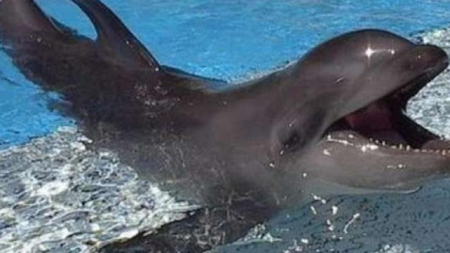 Wholphin