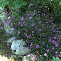 Dianthus deltoides