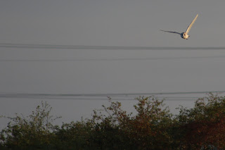 Barn Owl