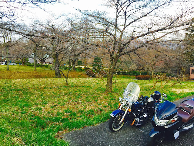 羊山公園の駐車場に停めてパシャリ。桜が綺麗に咲いてる…はずだった（笑）