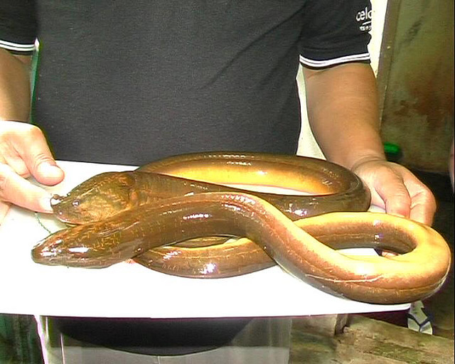 Menjual Ubat Kuat Lelaki: 05/22/11