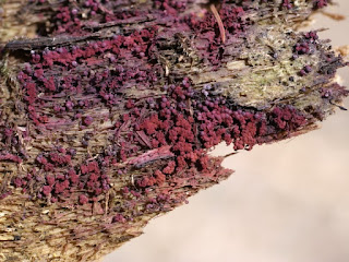 Cribaire pourprée - Cribraria purpurea