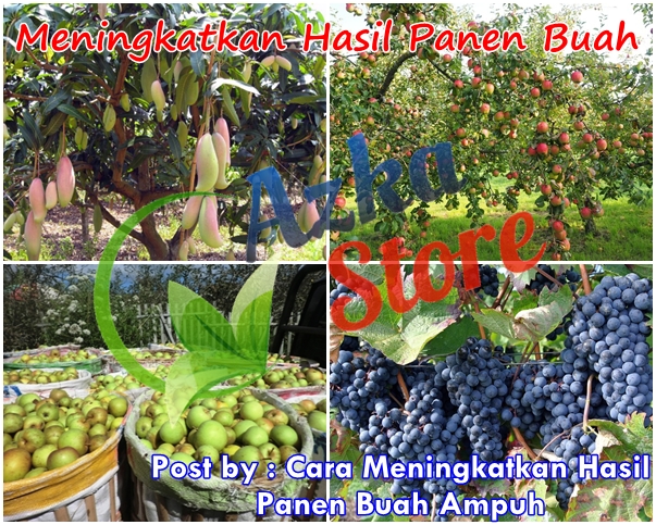 Cara Meningkatkan Hasil Panen Buah Ampuh