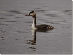 Great Crested Grebe