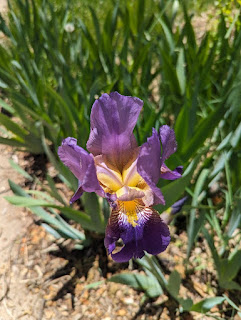 Purple iris in full bloom