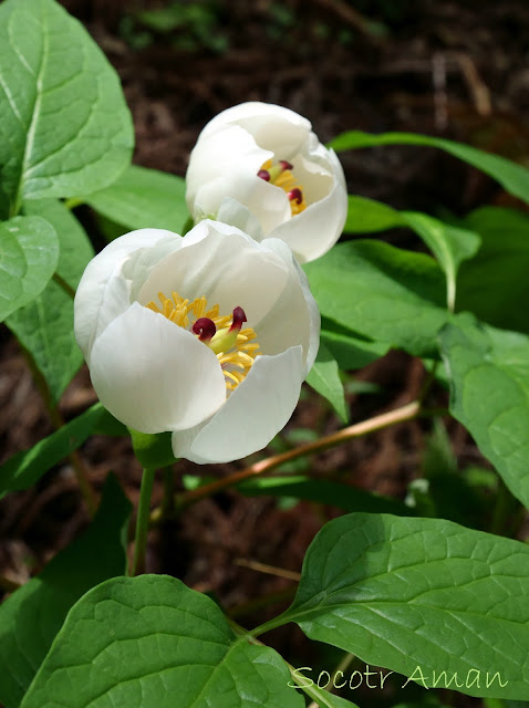 Paeonia japonica