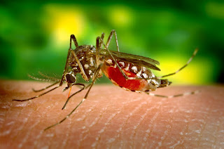 Diseases transmitted by mosquitoes zika, dengue, chikungunya, malaria, brain fever, yellow fever, filariasis, encephalitis