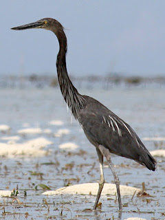 Great-billed heron