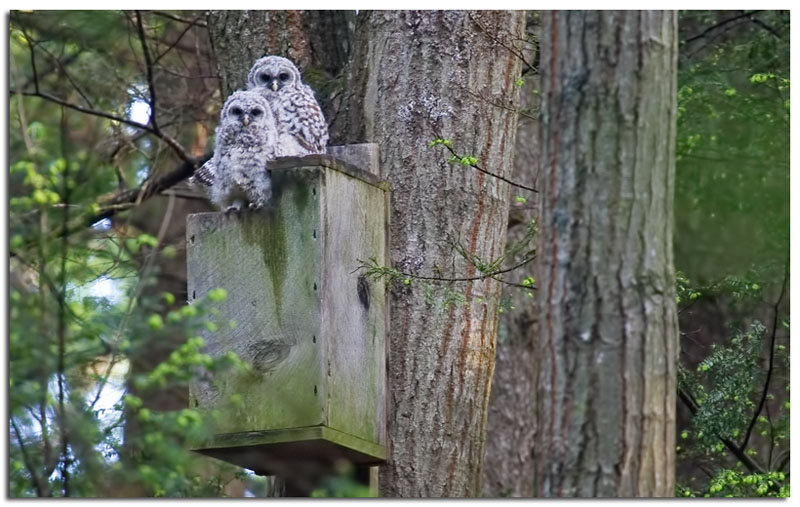 Cute Pics Of Owls. cute young Barred Owls