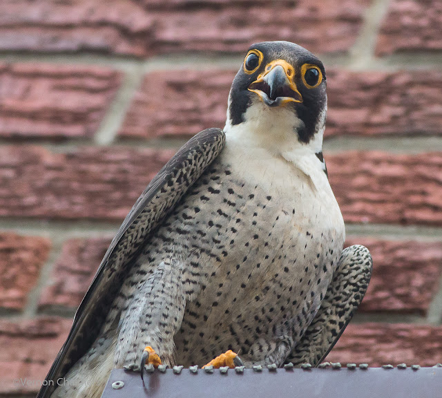 Peregrine Falcon Visit at Arnhem Milnerton Cape Town Copyright Vernon Chalmers 01
