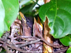 Baby Mockingbirds in a Nest in My Crepe Myrtle Tree