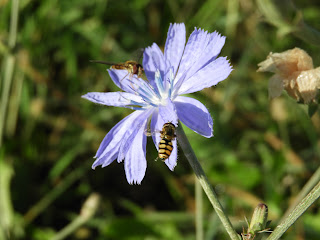 Méhek a katángkóró virágán