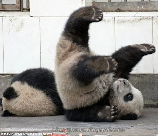 Jom Tengok Panda Yang Comel Dan Nakal