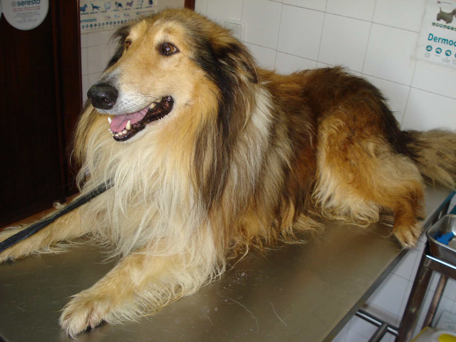 Canil Municipal de Santa Maria da Feira: Animais de 