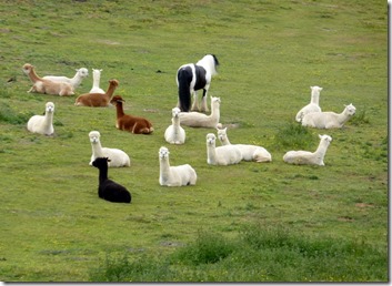 odd one out