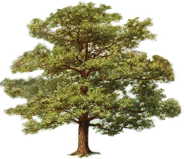 tree clip art images. pine tree clipart. pine tree