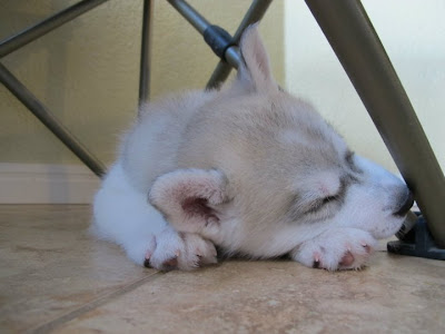 Husky puppies Seen On www.coolpicturegallery.us