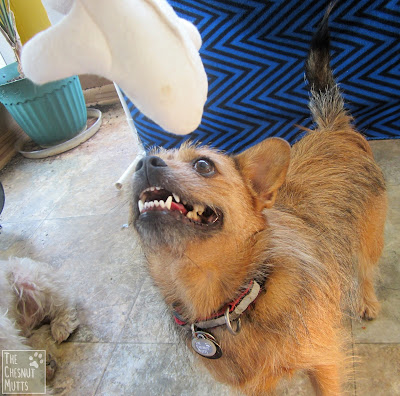 Jada wants her ollie orca hemp dog toy