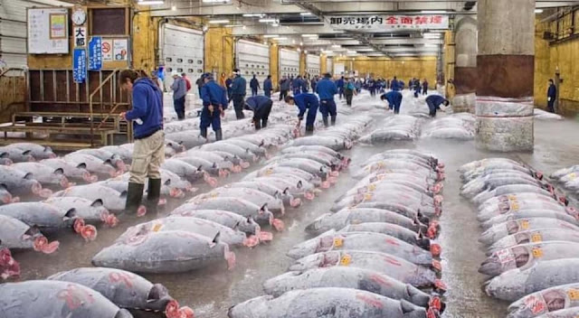 tuna bidding