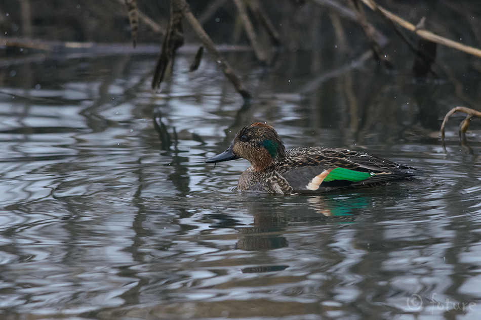 Piilpart, Anas crecca, Eurasian Teal, Nettion, Green, winged, part