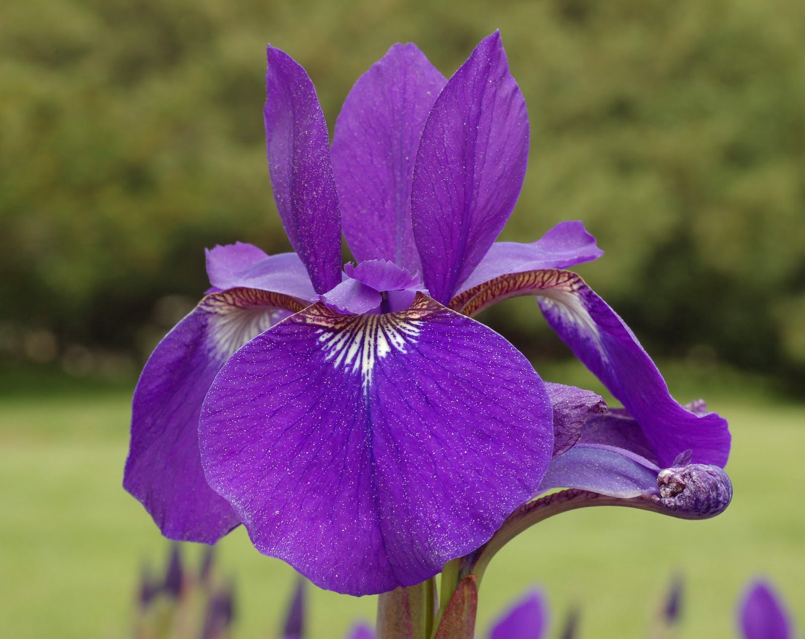 Flower Picture: Iris Flower Picture  2