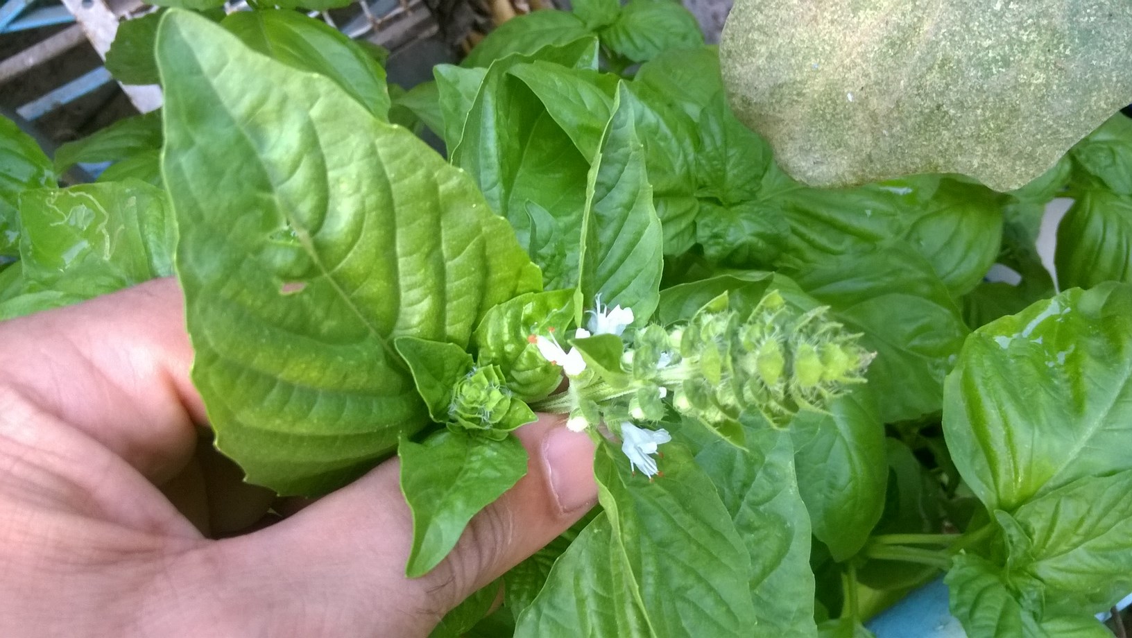 basil flowers