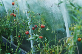 Greenhouse lighting for tomatoes