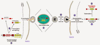 PROVIRUS VÀ ONCOGEN