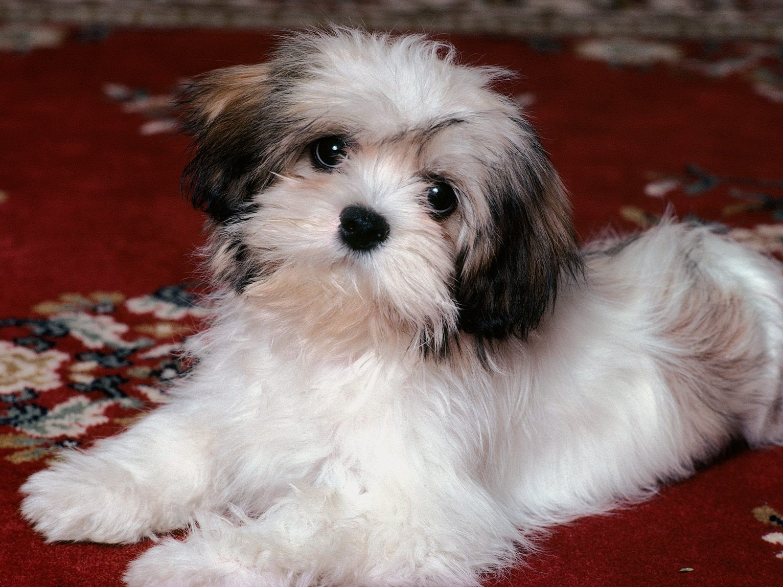 most 10 cute baby dog pictures - the best