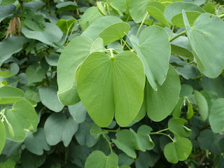 Bauhinia variegata - Bauhinier à fleurs blanches - Arbre orchidée