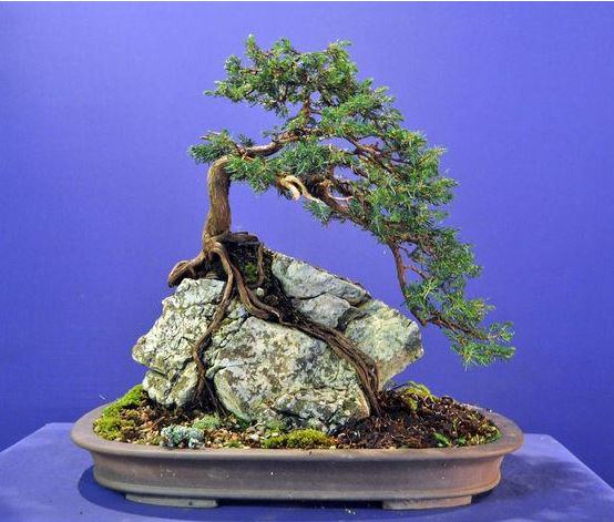 5 Tanaman Bonsai Lucu yang Pas untuk Pemula