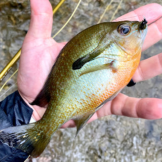 Redbreast Sunfish, Sunfish, Fly Fishing for sunfish, sunfish in texas, San marcos River, Fly Fishing the San Marcos River, Fly Fishing in San Marcos, Texas Fly Fishing, Fly Fishing Texas, Texas Freshwater Fly Fishing, Pat Kellner, TFFF