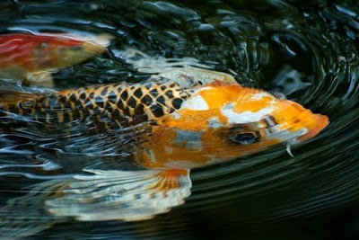 Identifying Fish Problems/Diseases In The Pond Before It’s Too Late