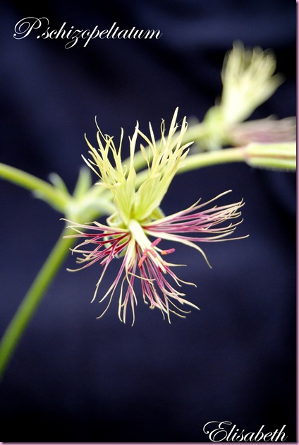 Pelargonium  juli -10 010