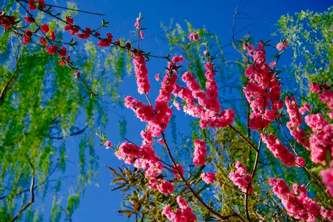 Beijing E-Town in Spring: A Blend of Nature, Progress, and Festivities