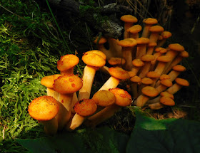 Jack-o-lantern Mushroom (Omphalotus illudens) guttation
